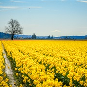 Daffodil Festival, WA, USA