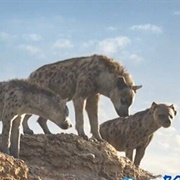 Shenzi, Banzai, and Ed