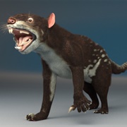 Thylacoleo