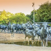 Longhorn Cattle Drive Sculpture, Dallas