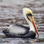 Pelican