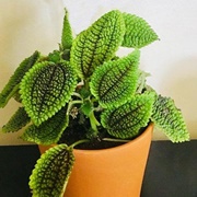 Moon Valley Pilea