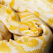 Albino Burmese Python