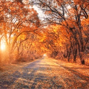 Take Photos of Fall Scenery