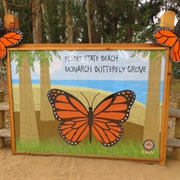 Monarch Butterfly Grove, Pismo Beach