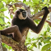 Bornean Gibbon
