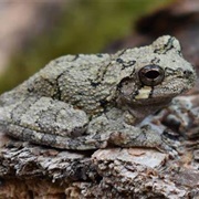 Gray Treefrog Cope's Gray Treefrog and Pickerel Frog