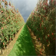 Fruit Farm