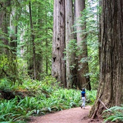 Jedediah Smith Redwoods State Park, Crescent City