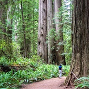 Jedediah Smith Redwoods State Park, Crescent City