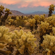 Cholla Cactus Garden, Joshua Tree National Park