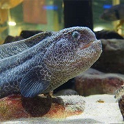 Wolf Eel