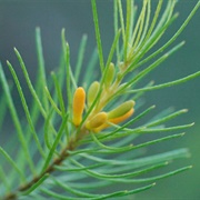 North Rothbury Persoonia