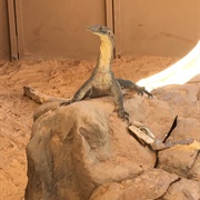 Alice Springs Reptile