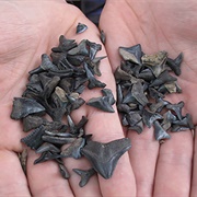 Found Sharks Teeth