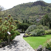 Jardin Canario