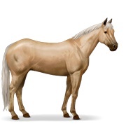 Palomino