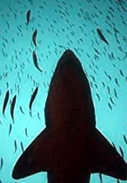 Mysteries of the Shark Coast (2008)