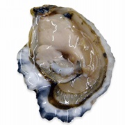Little Skookum Oysters