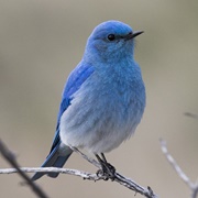 Blue Bird