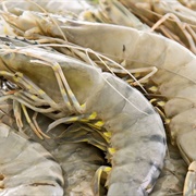 Camarao Da Costra Negra