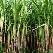 Raw Sugar Cane