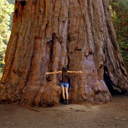 Giant Redwoods, California