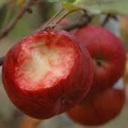 Tuffieh Tad-Demm (Blood Apples)