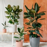 Rubber Plant
