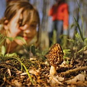 Mushroom Hunting
