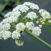 Water Hemlock