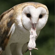 The Midas Owl