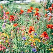 Throw Seed Bombs in the Nature