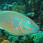 Parrotfish