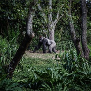 Virunga National Park, Democratic Republic of the Congo
