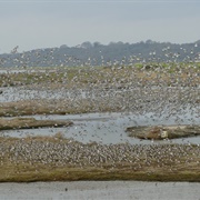 Two Tree Island, Essex