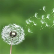 Make Wishes on Dandelions