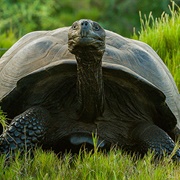 Giant Tortoise Breeding Centre, Isla Isabela, Galápagos Islands