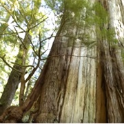 The Cheewhat Giant, Vancouver Island, Canada