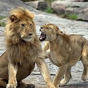 Give Someone an Earful