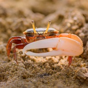 Fiddler Crab
