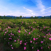Valley of the Roses, Bulgaria