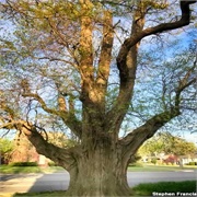 World's Largest Sassafras Tree, Owensboro, KY