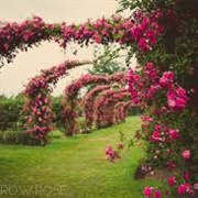 Elizabeth Park Rose Garden