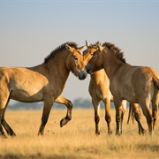 Hortobágy National Park, Hungary