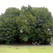 Llangernyw Yew, Conwy, Wales