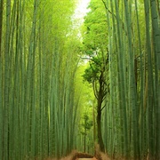 Arashiyama Bamboo Forest, Japan