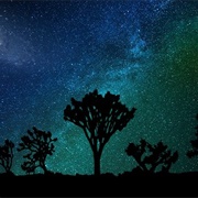 Joshua Tree Nationalpark