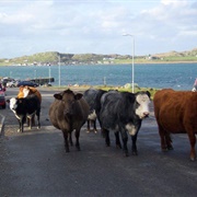 Fionnphort, Isle of Mull, Scotland
