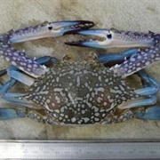 Blue Swimmer Crab